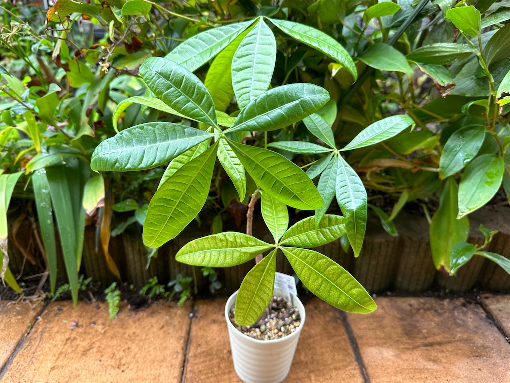 f:id:journal-hannah:20251101115806j:image