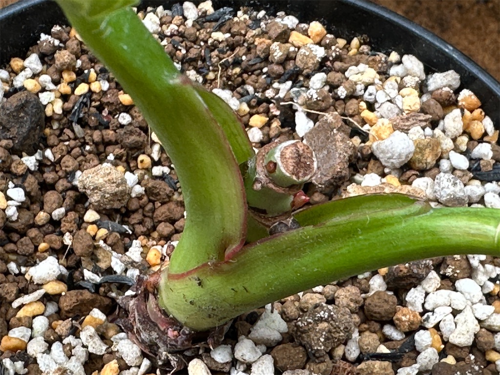 f:id:journal-hannah:20251101161406j:image