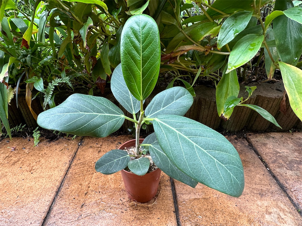 f:id:journal-hannah:20251101193646j:image