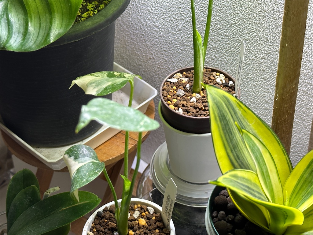 f:id:journal-hannah:20251102105158j:image