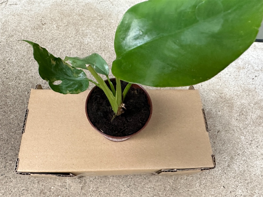 f:id:journal-hannah:20251102110940j:image