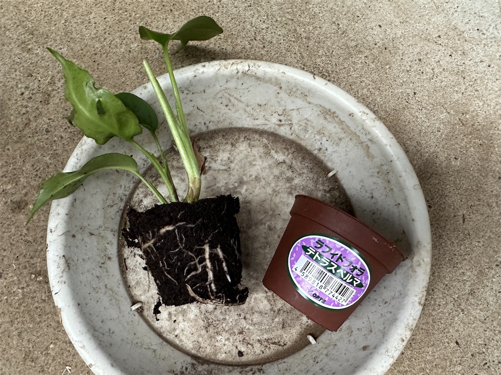 f:id:journal-hannah:20251102112337j:image