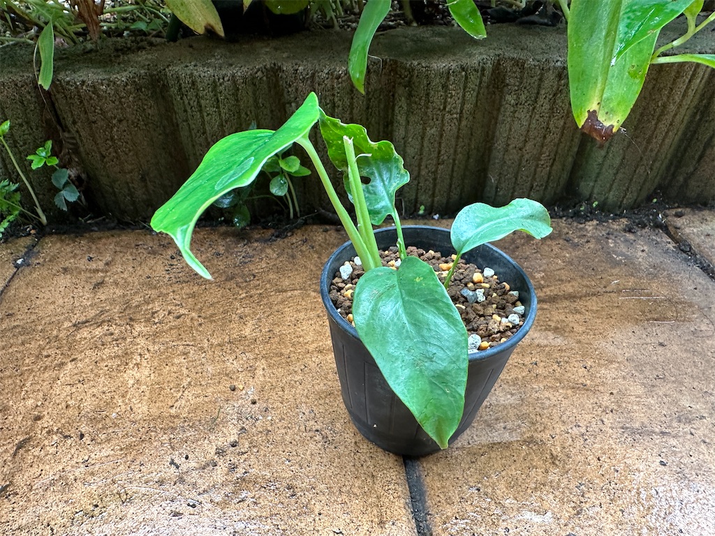 f:id:journal-hannah:20251102112606j:image