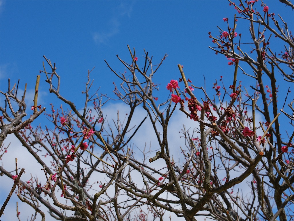 f:id:journey-neko:20260321141049j:image f:id:journey-neko:20260321141049j:image