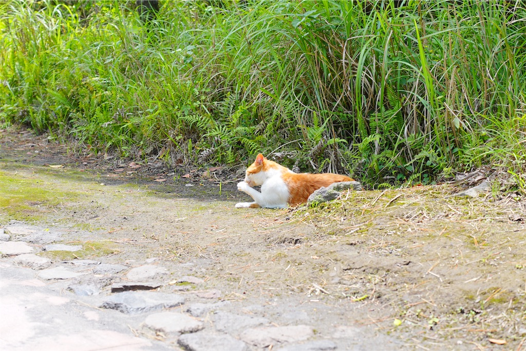 f:id:journey-neko:20260607164947j:image f:id:journey-neko:20260607164947j:image