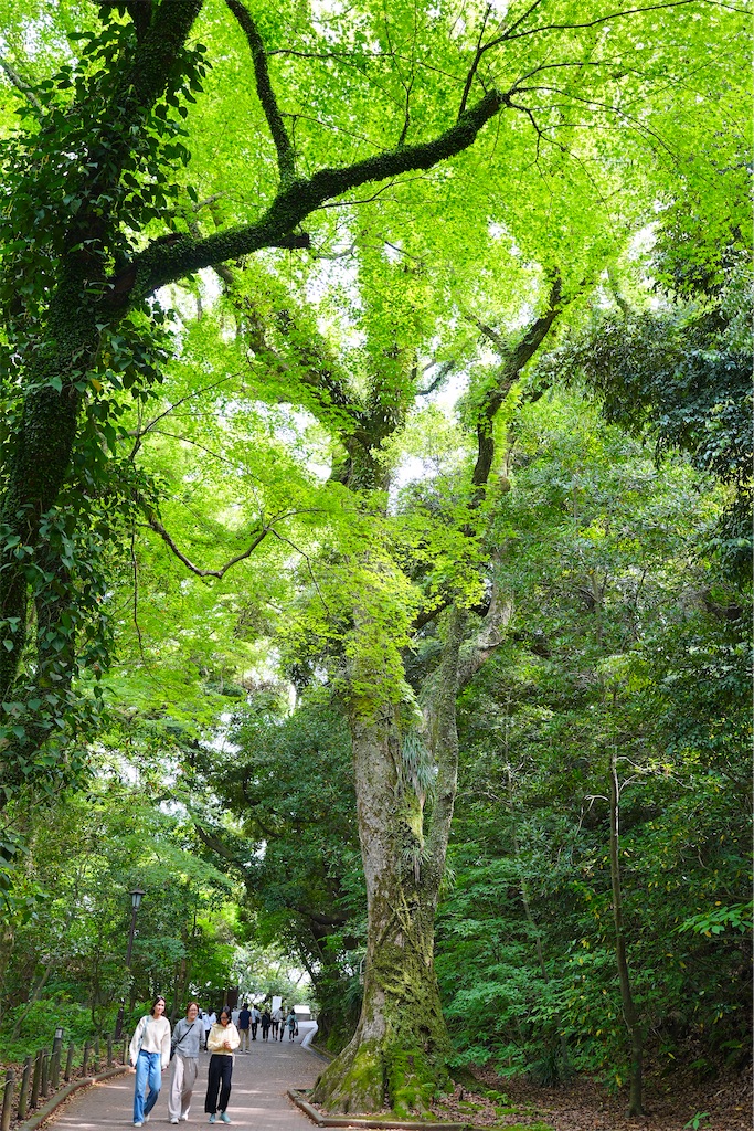 f:id:journey-neko:20260607165709j:image f:id:journey-neko:20260607165709j:image