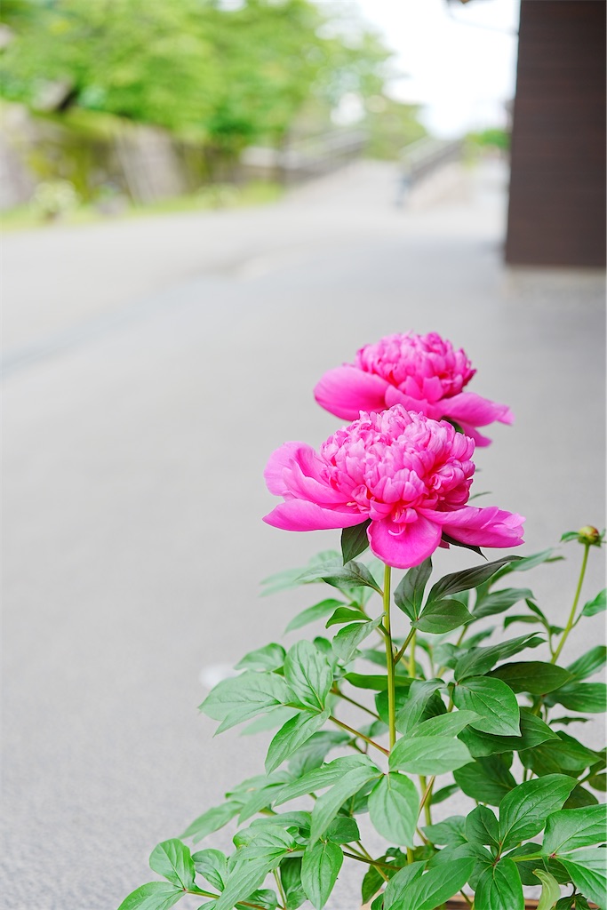 f:id:journey-neko:20260607170535j:image f:id:journey-neko:20260607170535j:image