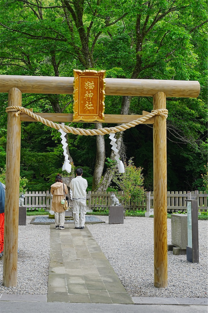 f:id:journey-neko:20260607171048j:image f:id:journey-neko:20260607171048j:image