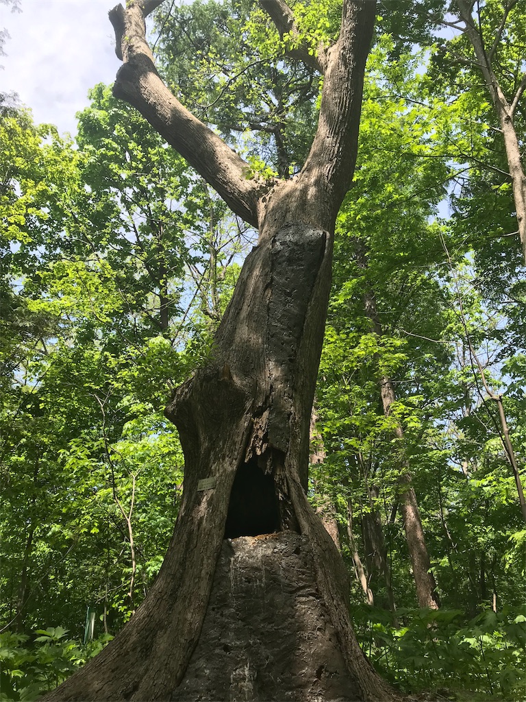 f:id:journey-north:20190615200558j:image f:id:journey-north:20190615200558j:image