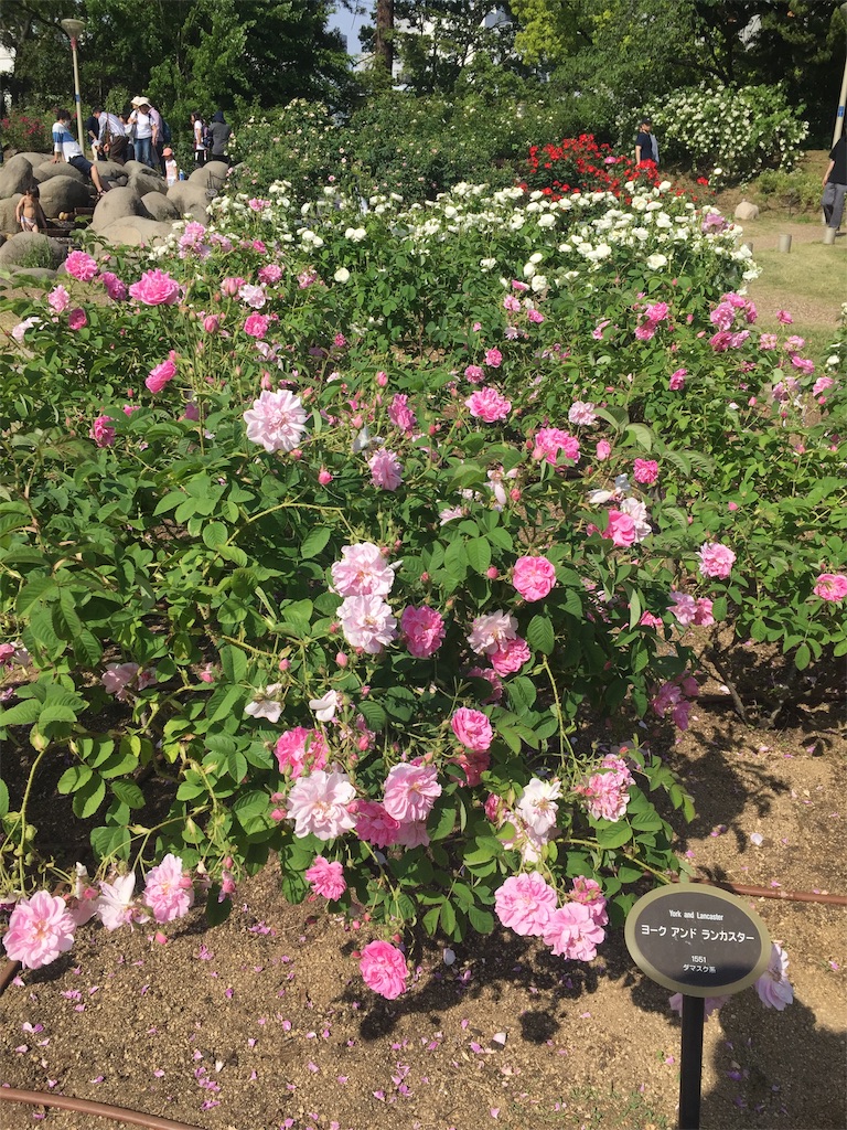 f:id:joursheureux:20190907180156j:image f:id:joursheureux:20190907180156j:image