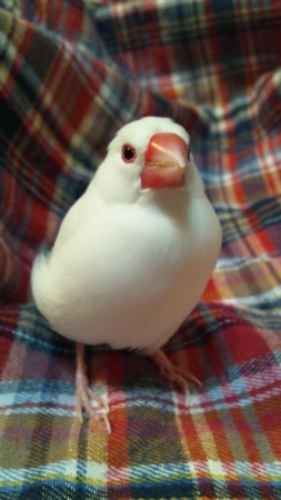 f:id:joy22ful:20121231204723j:image