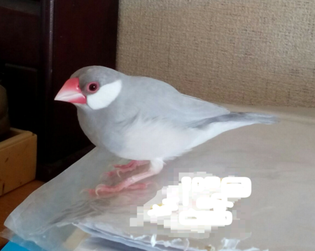 f:id:joy22ful:20150216083730p:image