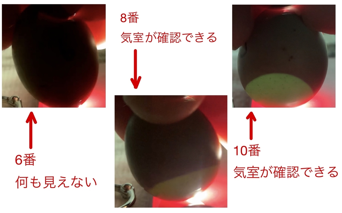 6,8,10番の卵です