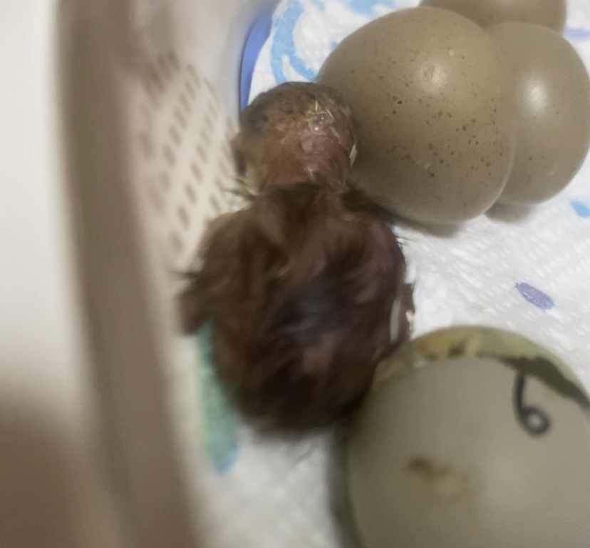 f:id:joyful_life:20211016214253j:plain