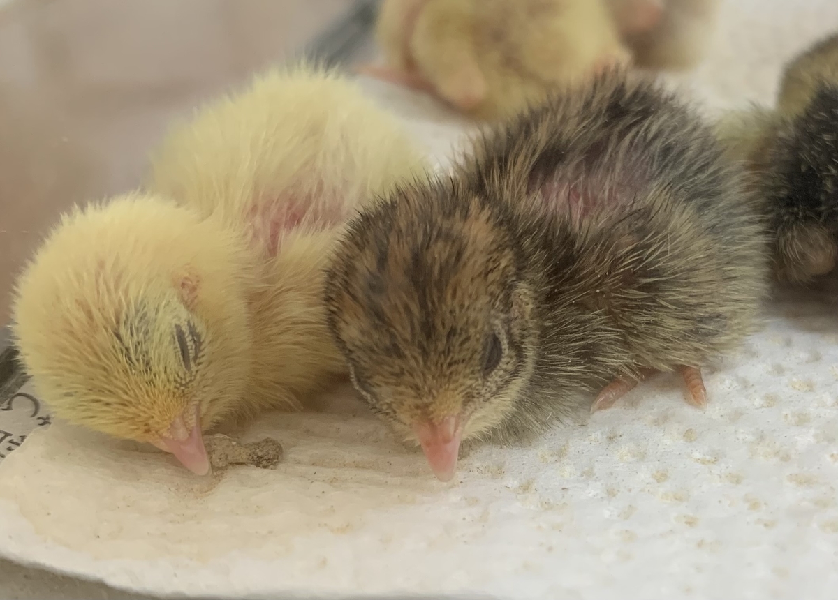 f:id:joyful_life:20211017201713j:plain