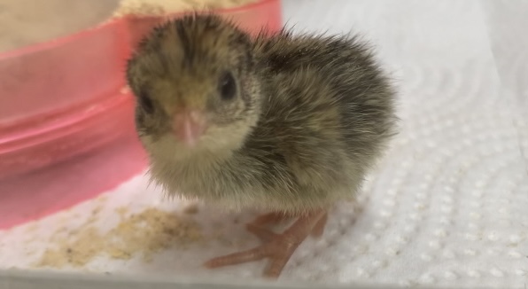 f:id:joyful_life:20211018155055j:plain