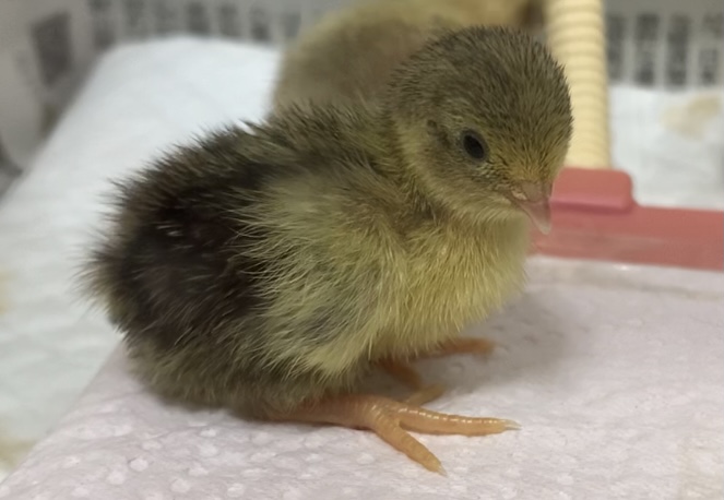 f:id:joyful_life:20211018162153j:plain