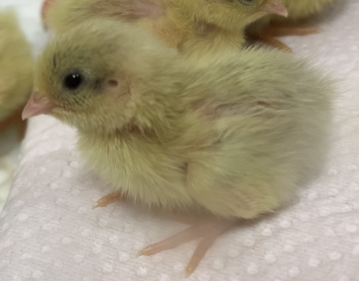 f:id:joyful_life:20211018163302j:plain