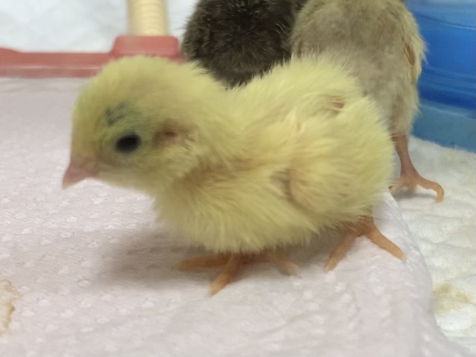 f:id:joyful_life:20211019130833j:plain