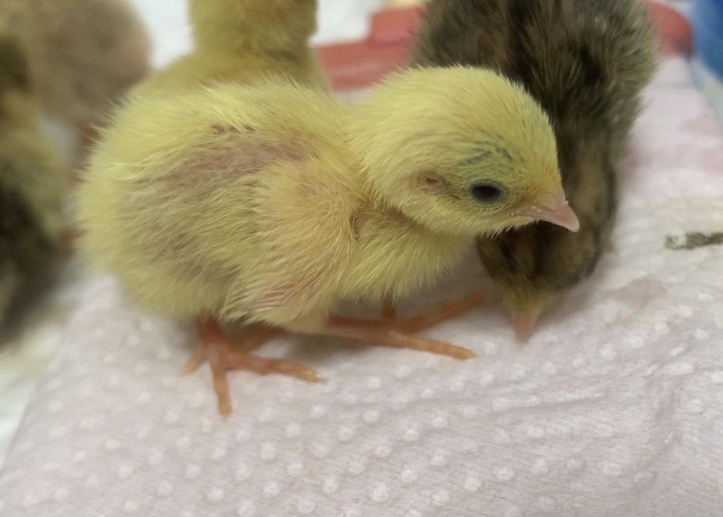 f:id:joyful_life:20211019131058j:plain