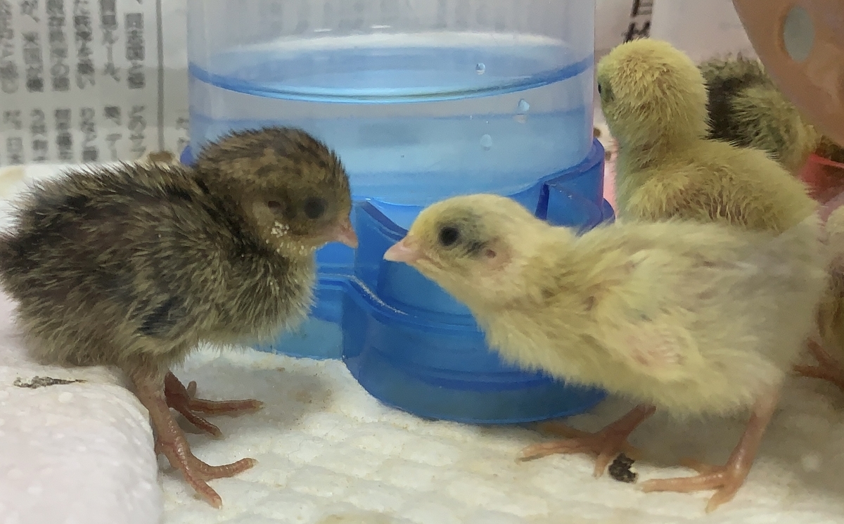 f:id:joyful_life:20211019134132j:plain