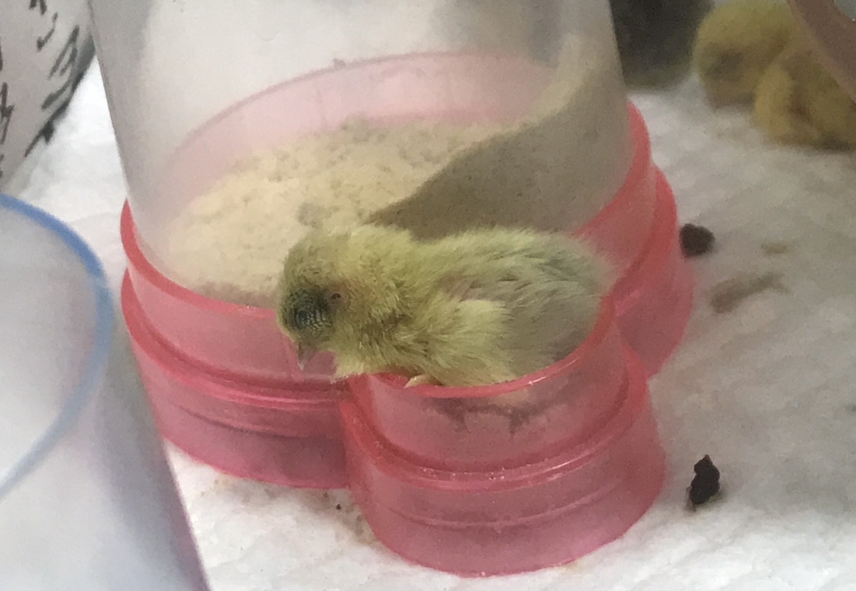 f:id:joyful_life:20211019134856j:plain