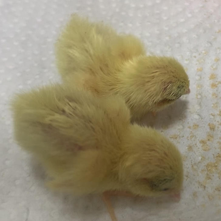 f:id:joyful_life:20211026223016j:plain