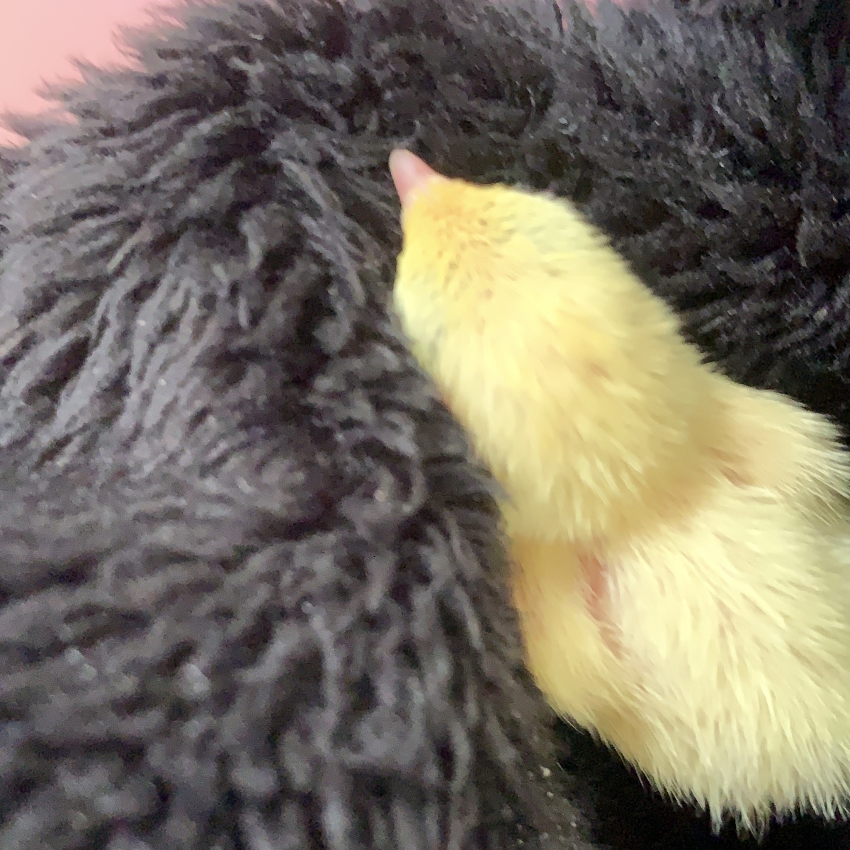 f:id:joyful_life:20211026223232j:plain