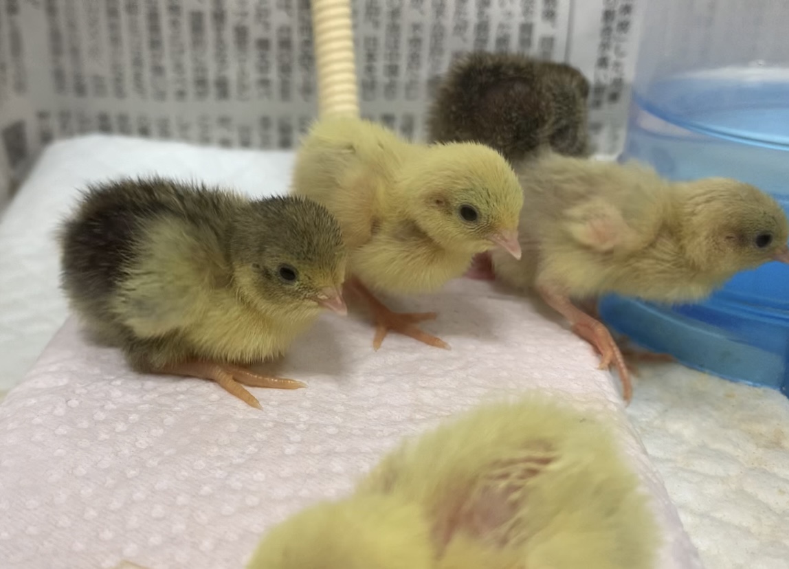 f:id:joyful_life:20211026223722j:plain