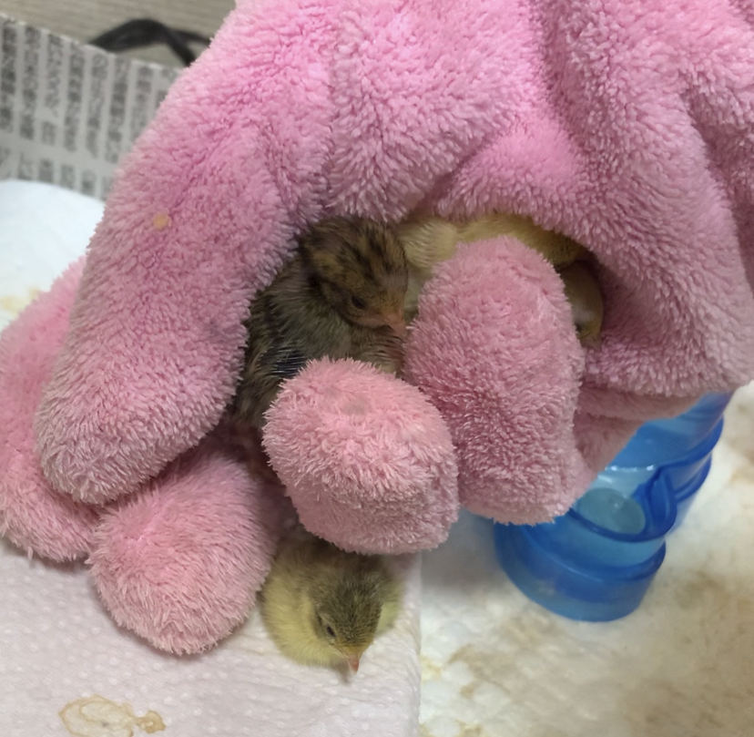 f:id:joyful_life:20211026224226j:plain