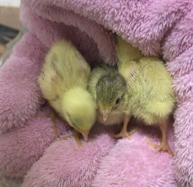 f:id:joyful_life:20211026225046j:plain