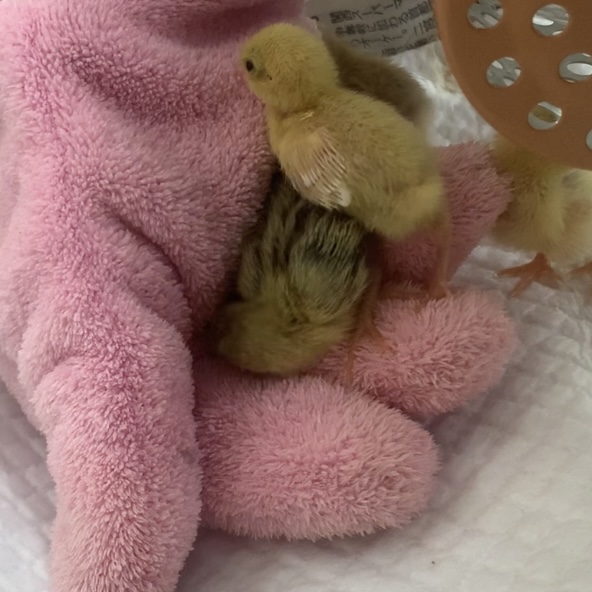 f:id:joyful_life:20211026225524j:plain