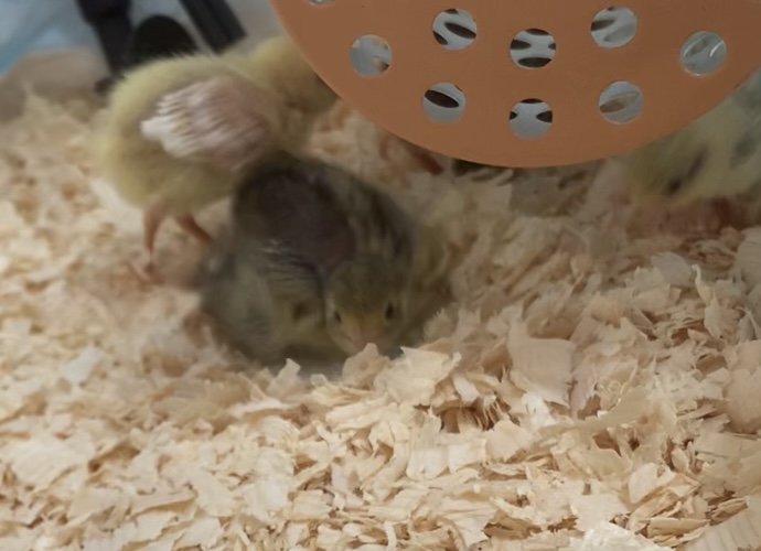 f:id:joyful_life:20211027213040j:plain