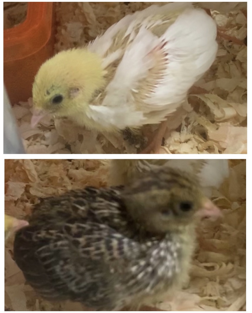 f:id:joyful_life:20211027215011j:plain