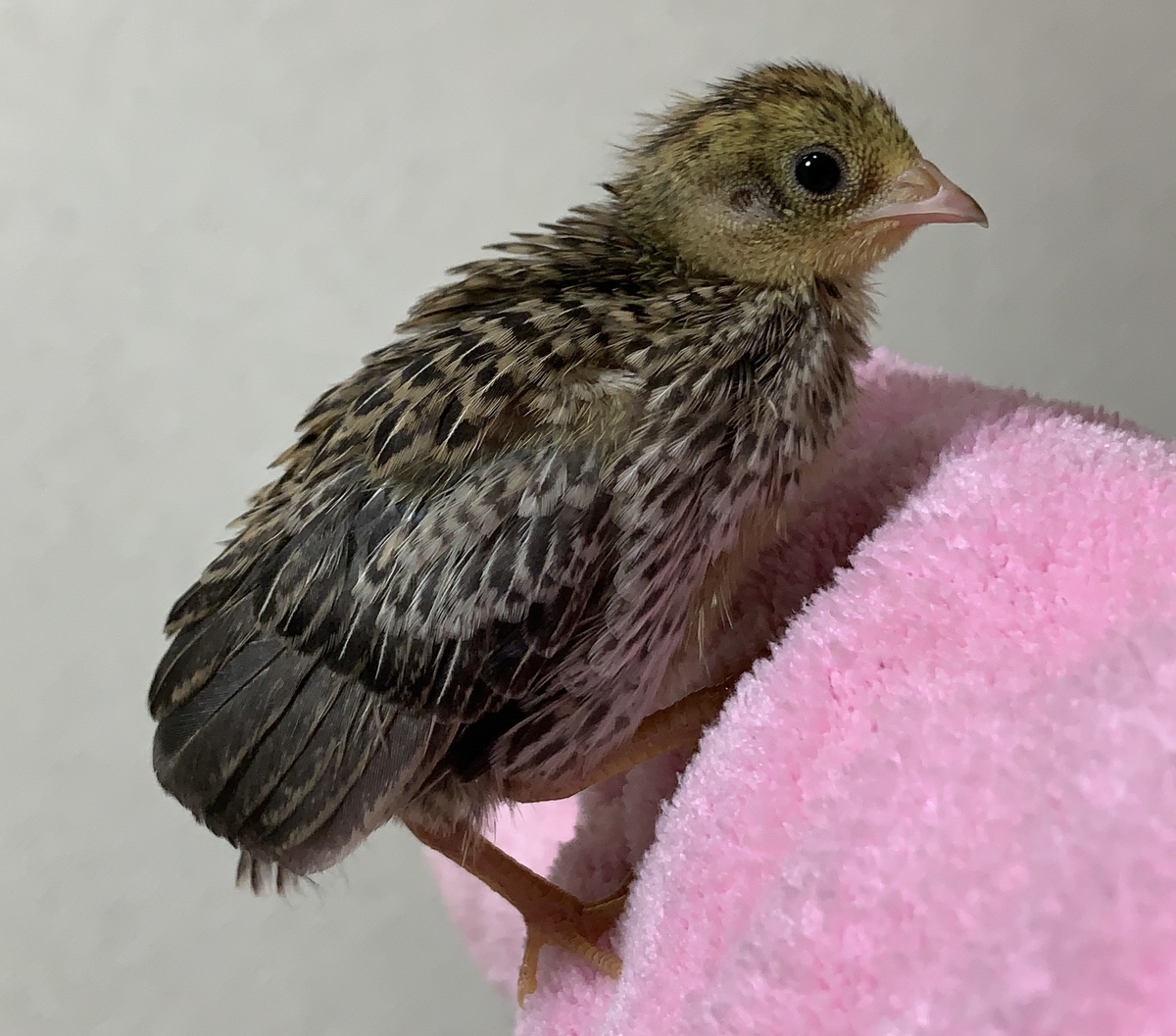 f:id:joyful_life:20211027215537j:plain