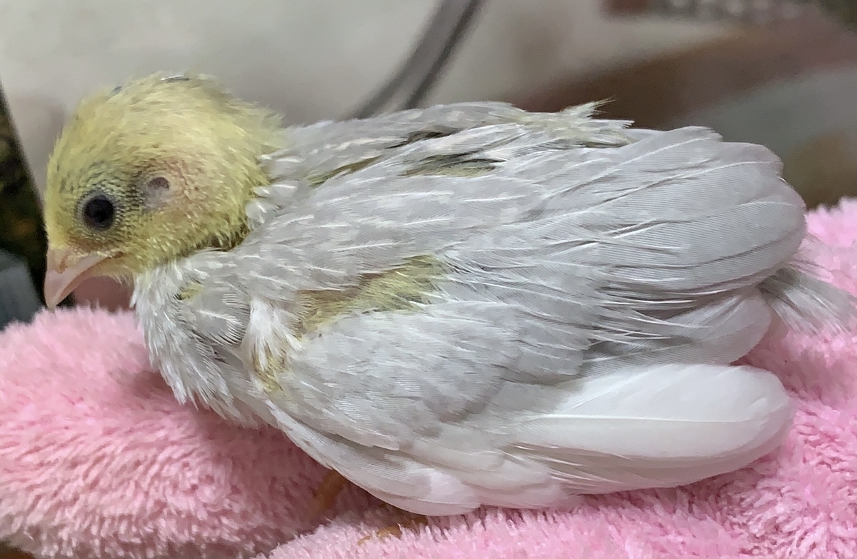 f:id:joyful_life:20211027215813j:plain