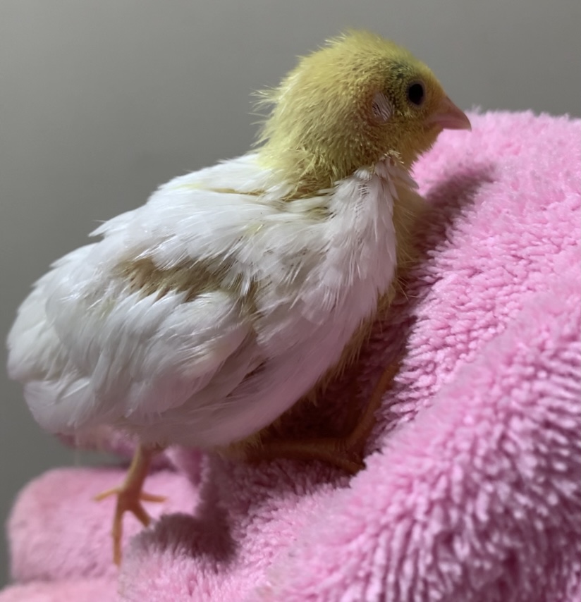 f:id:joyful_life:20211027215929j:plain