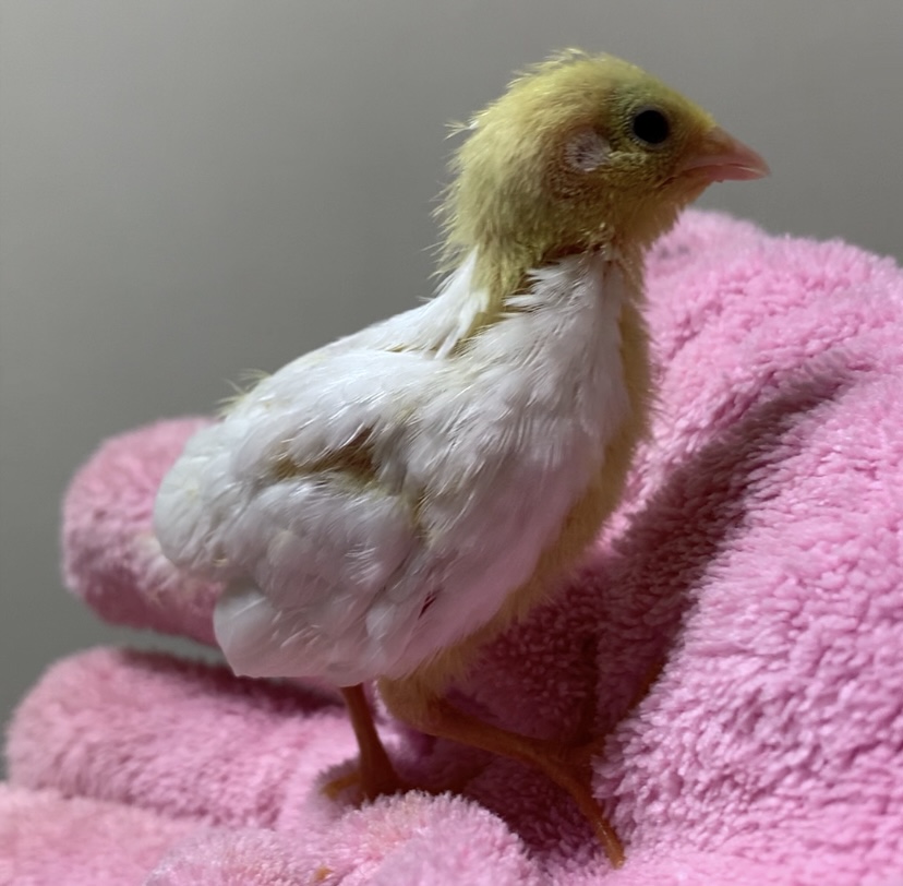 f:id:joyful_life:20211027220051j:plain