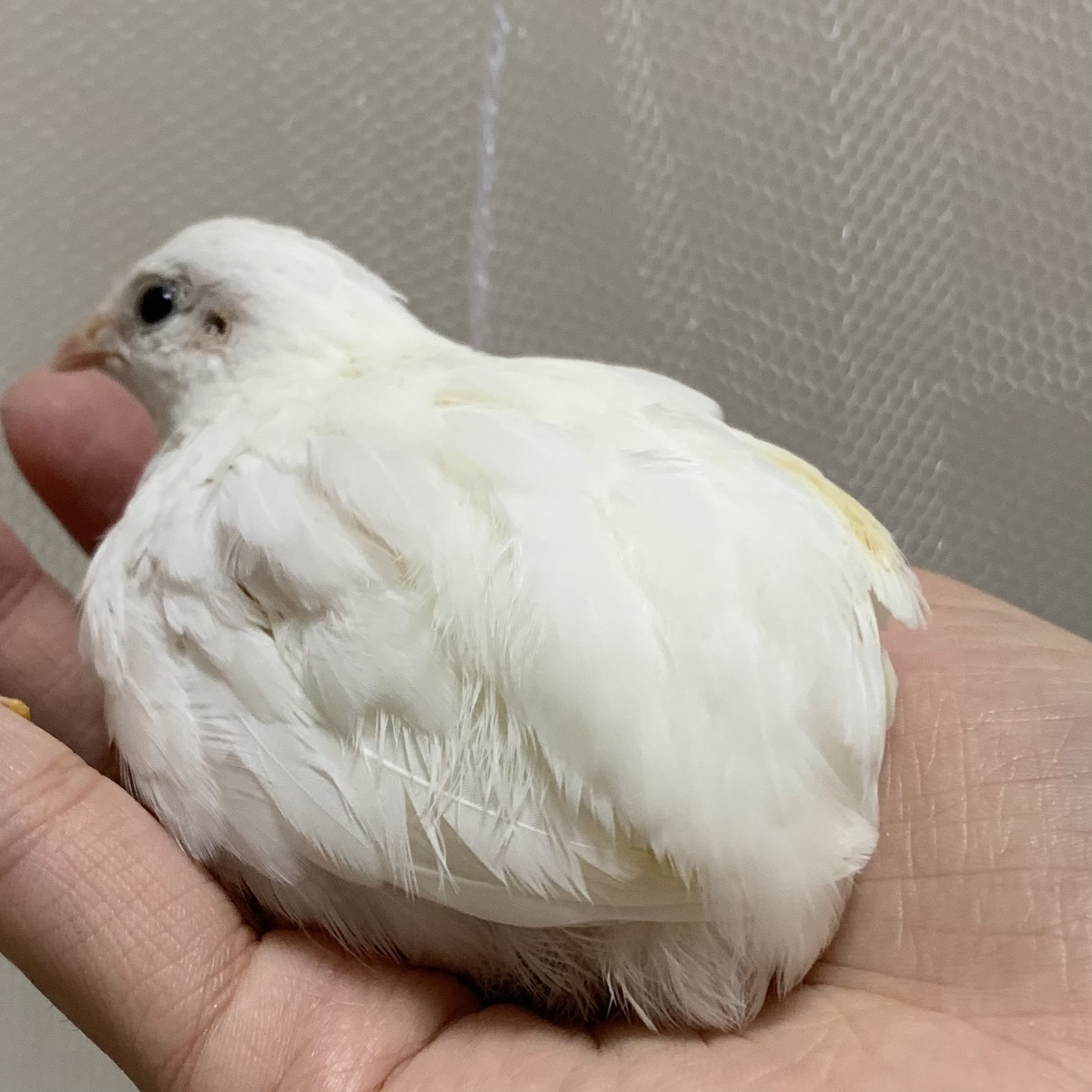 f:id:joyful_life:20211116201346j:plain