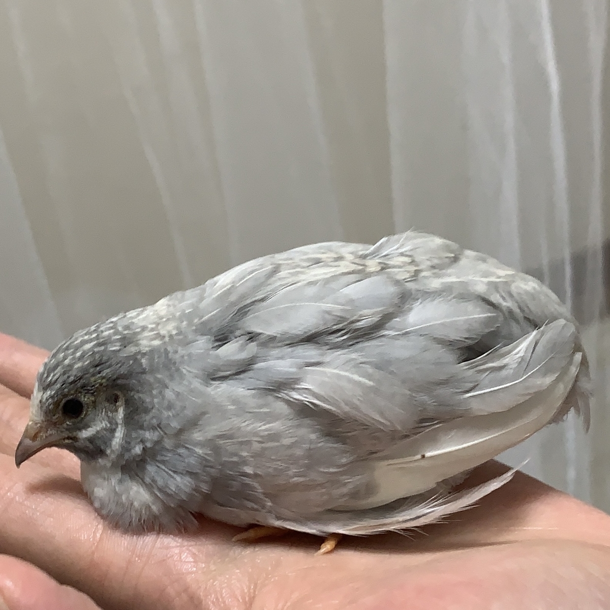 f:id:joyful_life:20211116201559j:plain