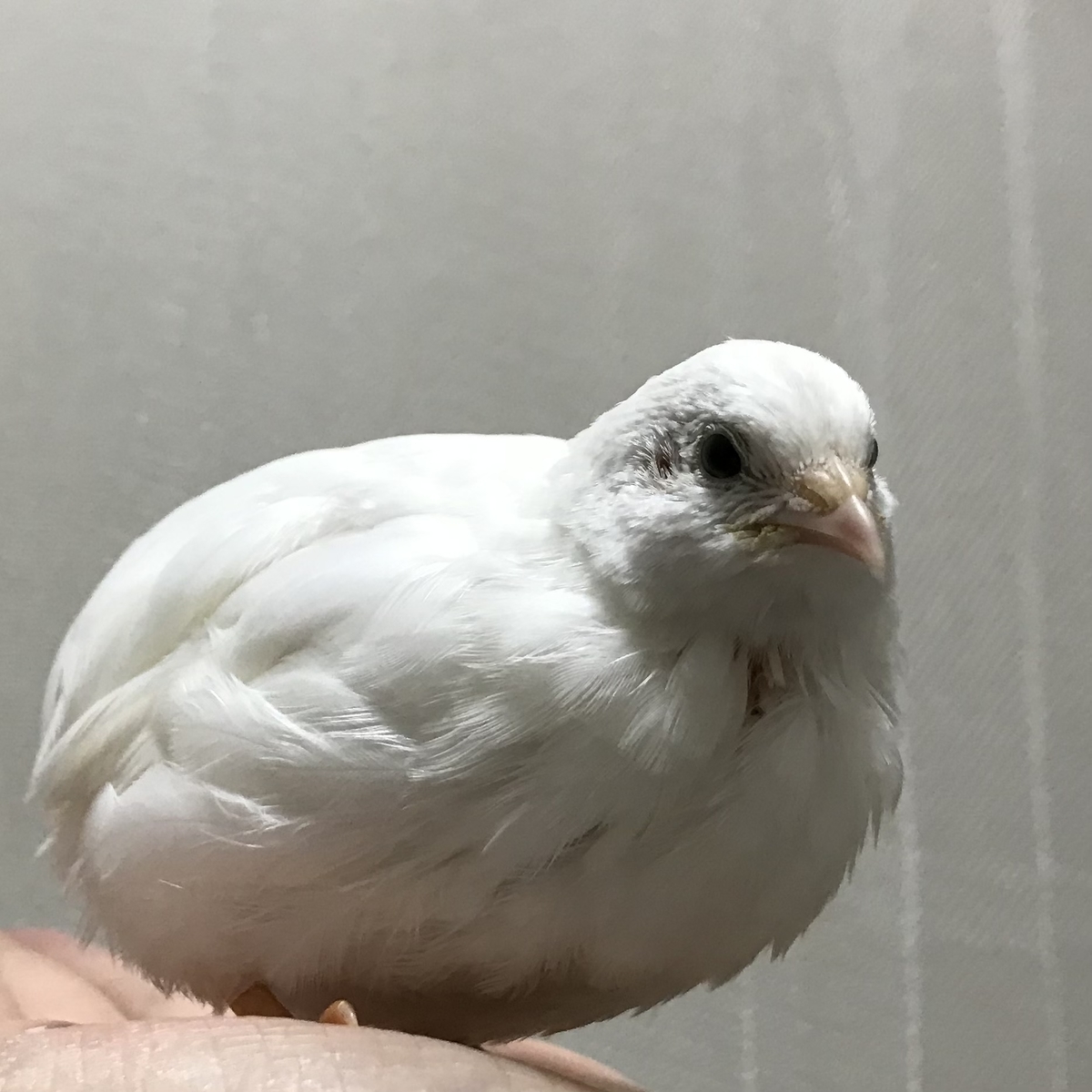 f:id:joyful_life:20211116201749j:plain