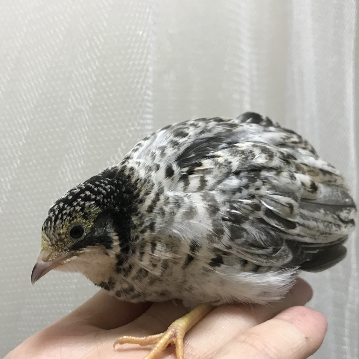 f:id:joyful_life:20211116201904j:plain