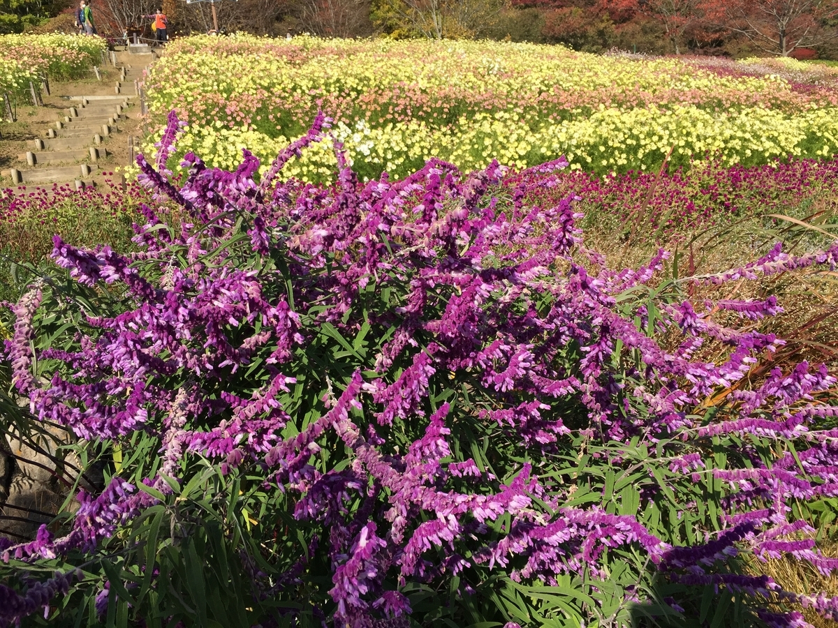 f:id:joylotus39:20201126205718j:plain