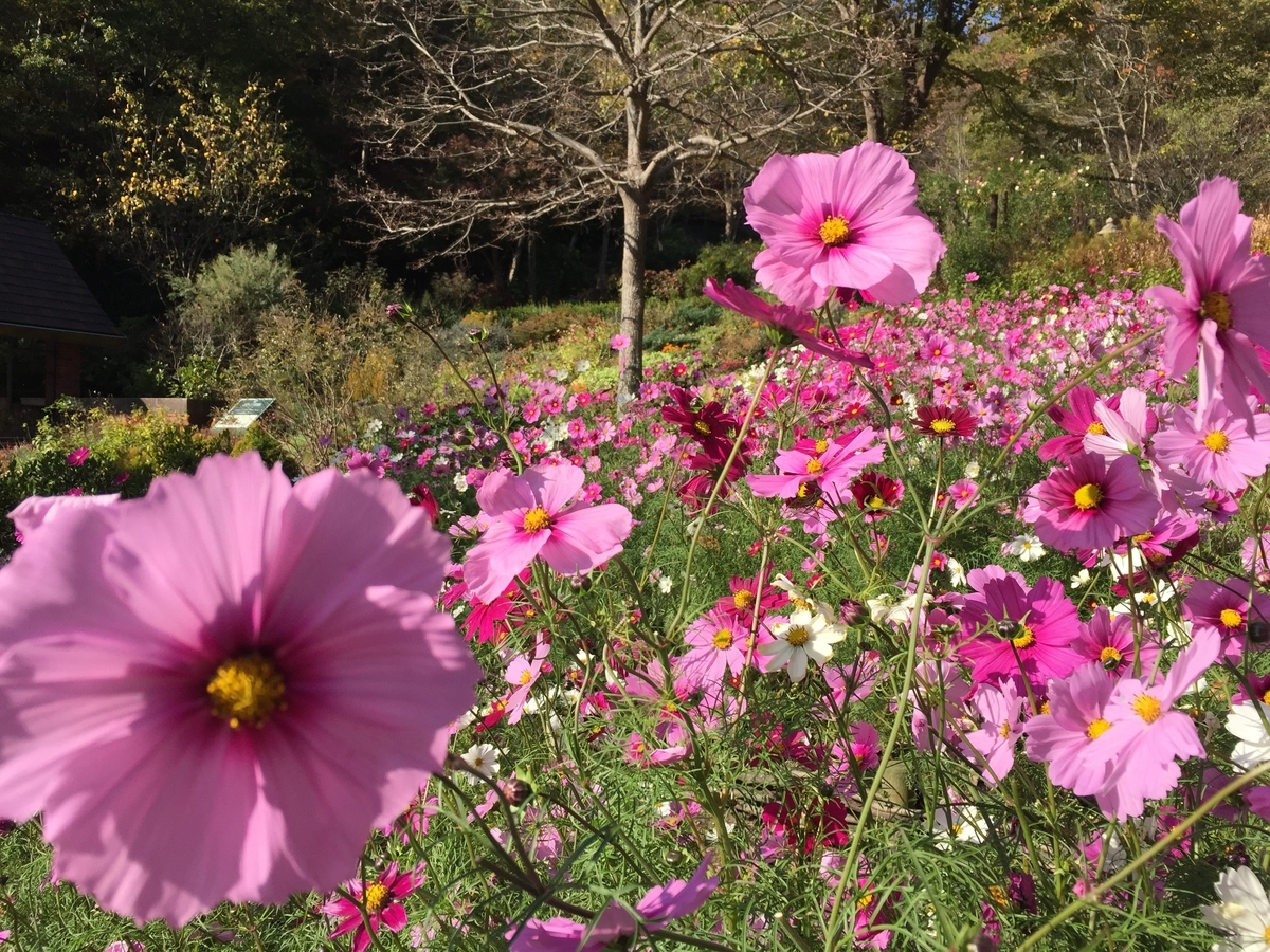 f:id:joylotus39:20201126205819j:plain