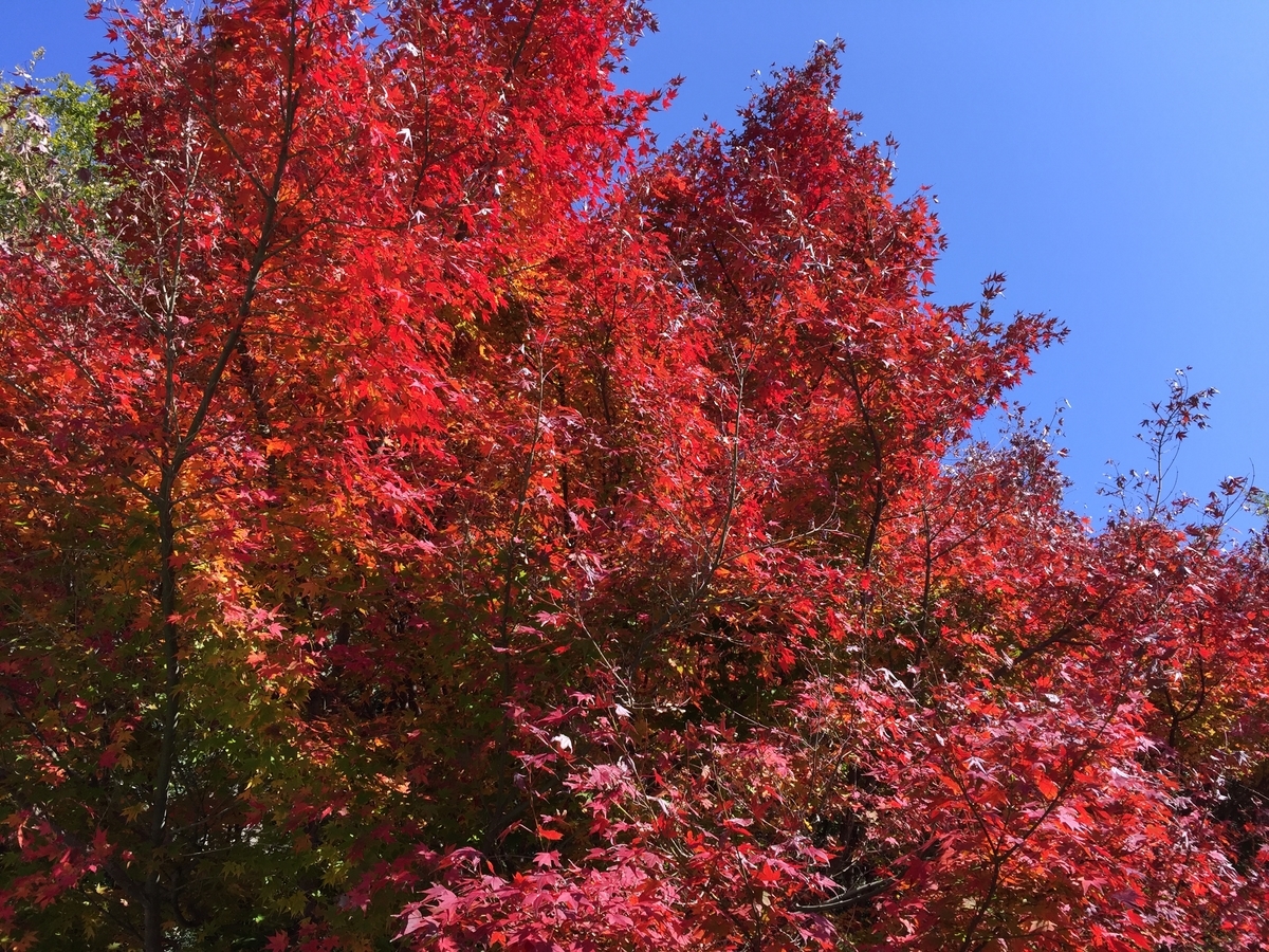 f:id:joylotus39:20201126210226j:plain