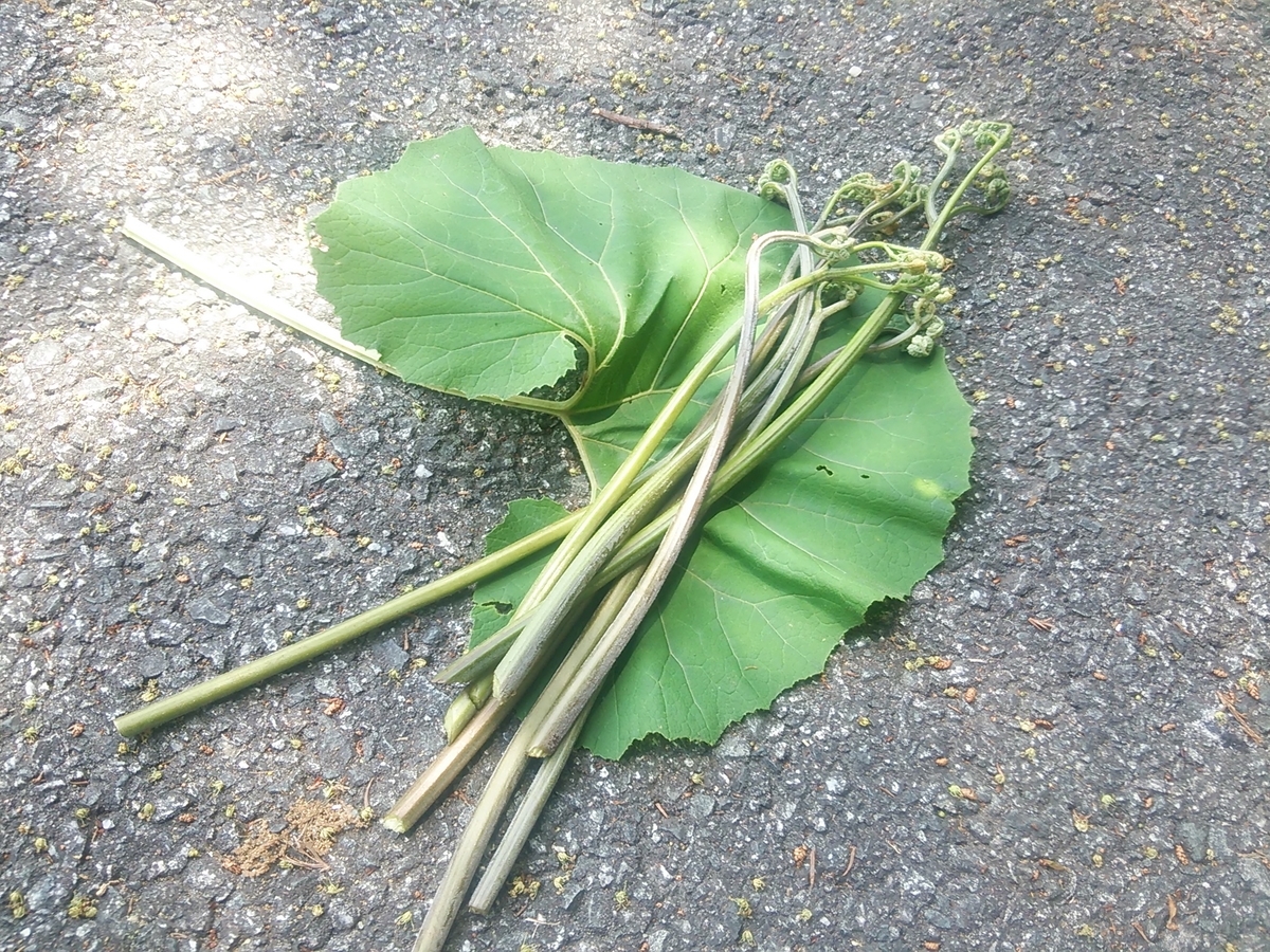 f:id:jp7qma:20190606200322j:plain