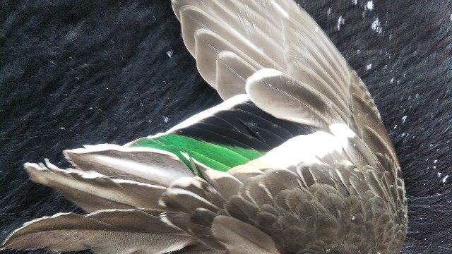 f:id:jp7qma:20220201145926j:image