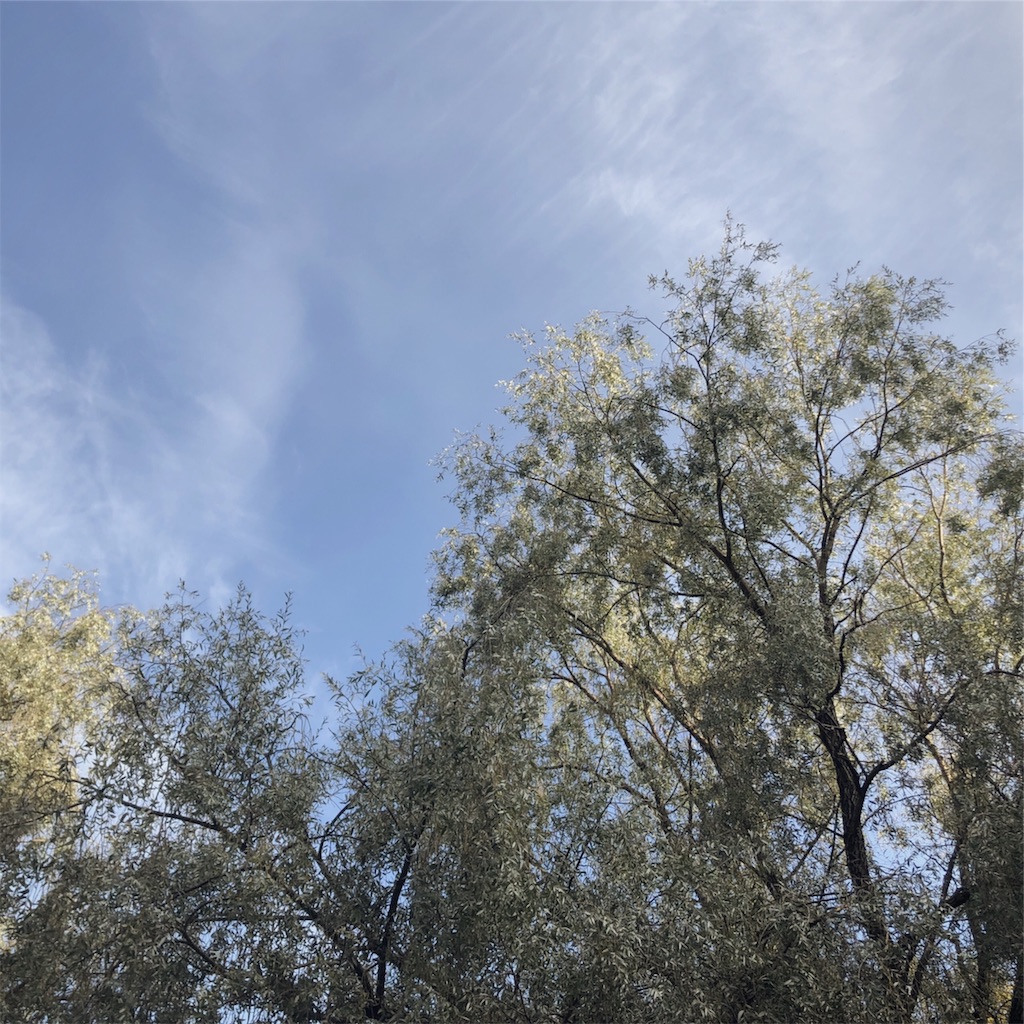 f:id:jpcypress:20191007155553j:image f:id:jpcypress:20191007155553j:image