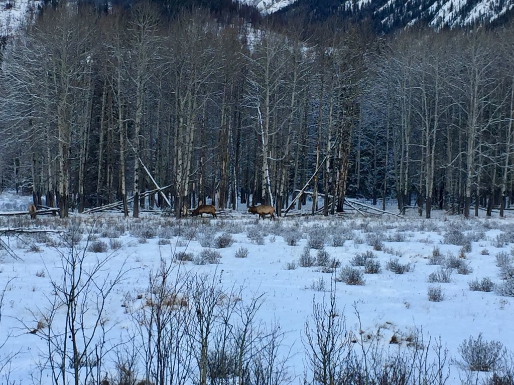帰りに偶然見ることのできたエルク