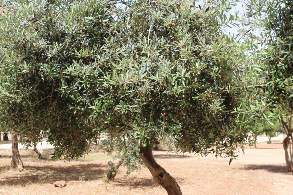 f:id:jpthingmr:20170721045028j:plain